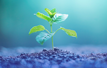 thumbnail - plant growing out of sand